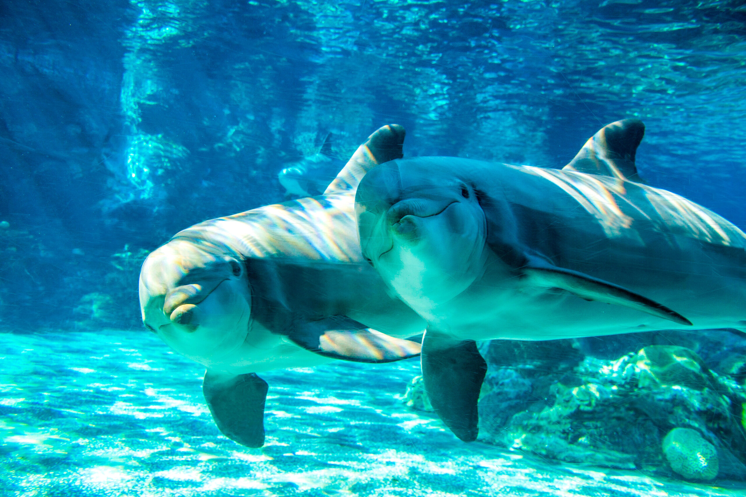 CBX EL ACCESO A SEAWORLD SAN DIEGO UNA ALIANZA IDEAL PARA LOS VIAJEROS
